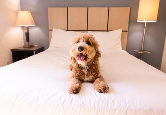 Plan Your Pet’s Stay